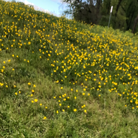 Meet your Posher, Leslie - Picture 1 of 1